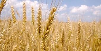 Smaller Wheat Crop On The Horizon